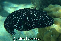 Ball Fish by Vito Lorusso 